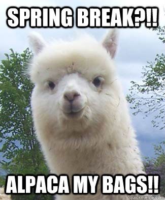 Beautiful Spring Meme spring break alpaca my bags alpaca pun alpaca Beautiful Spring Meme spring break alpaca my bags alpaca pun alpaca