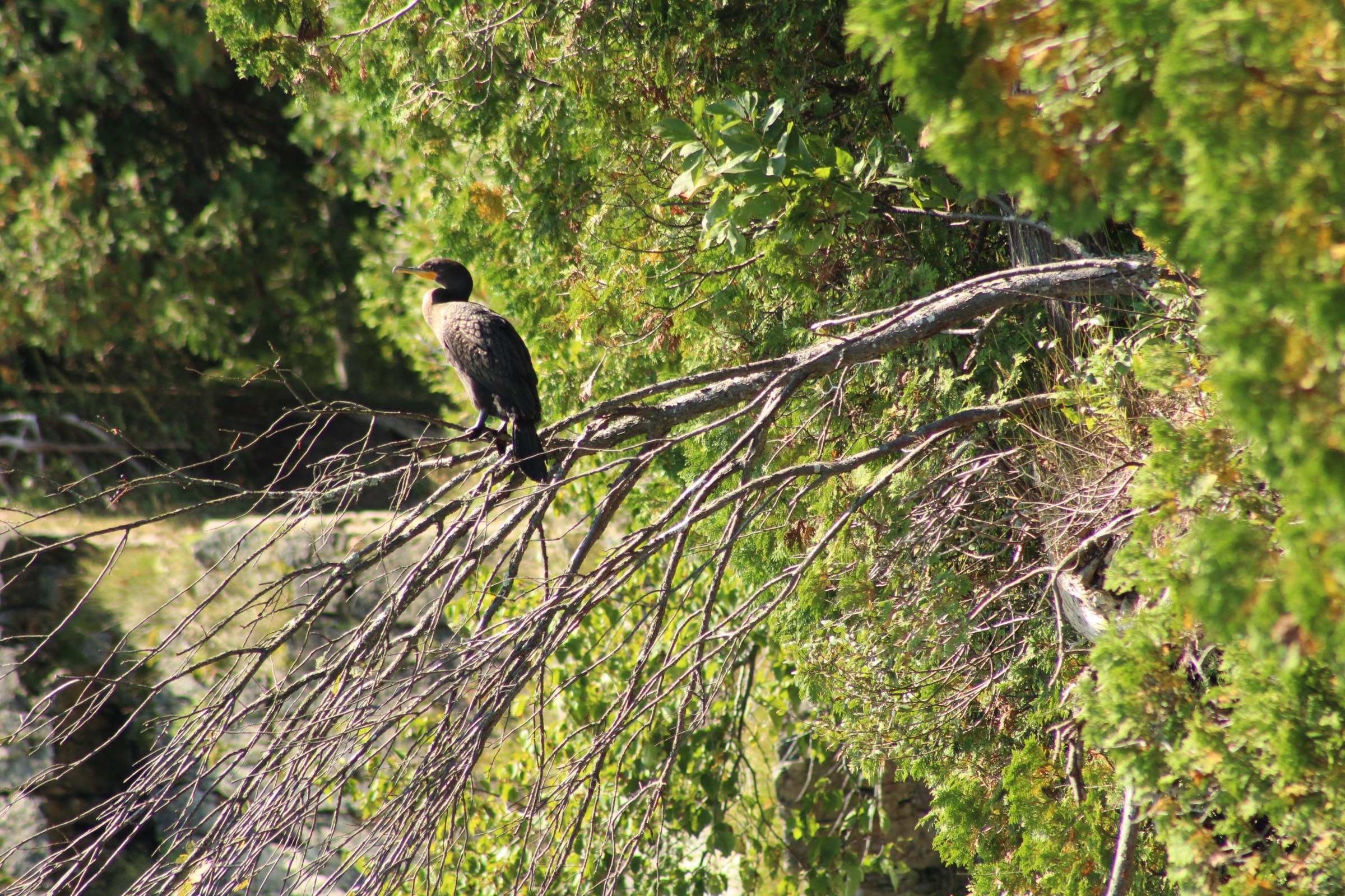 IMG_4905 Bird perched on a tree in Door County, Wisconsin
