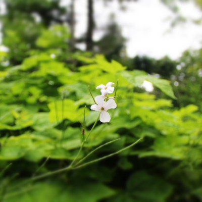 Flora in the woods in Door County, Wisconsin