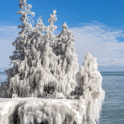 frozen trees next to the ocean